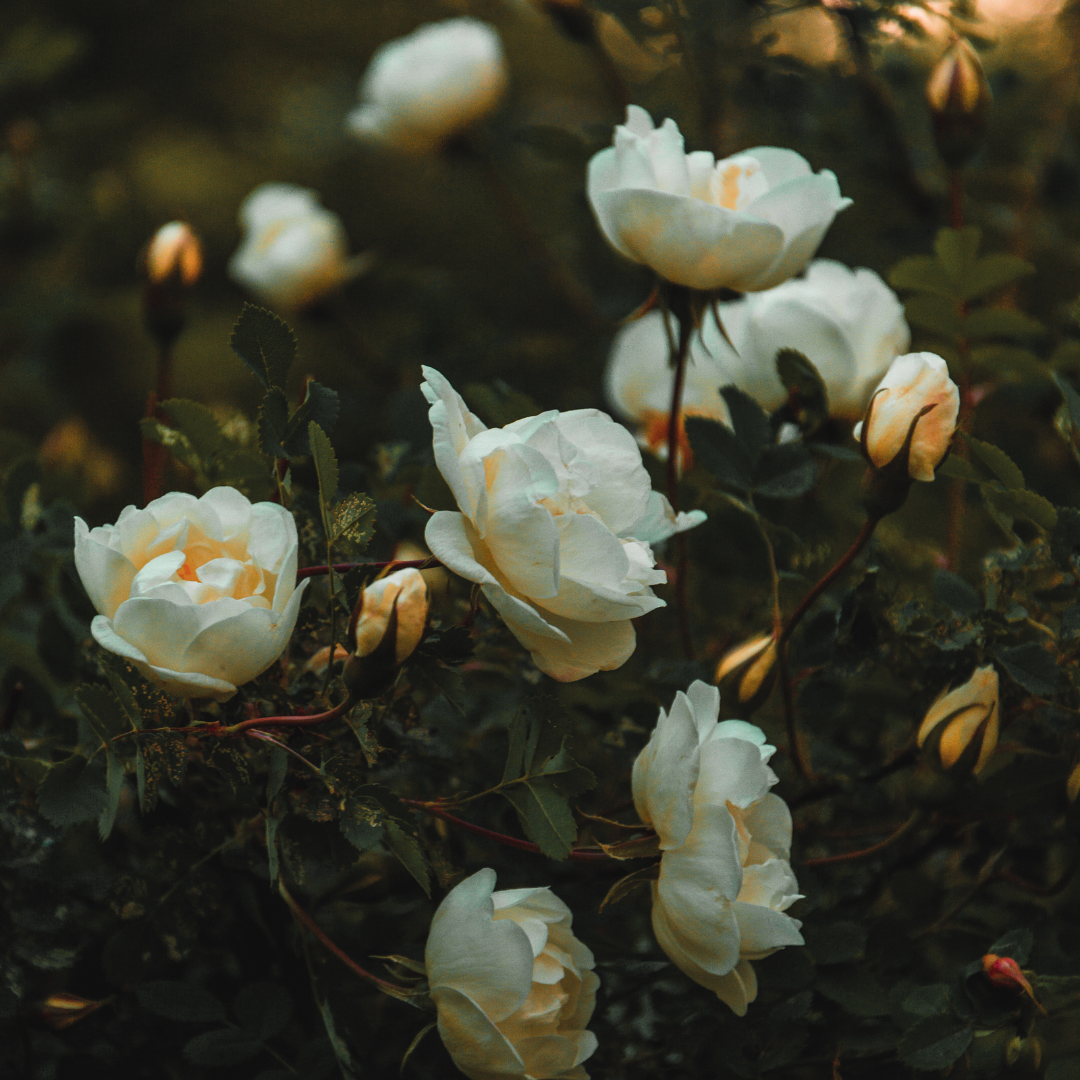 White Rose & Bergamot - Perennial White