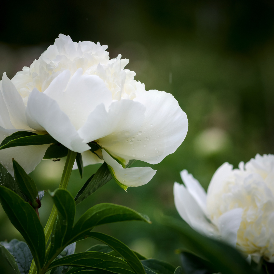 White Rose & Bergamot - Perennial White