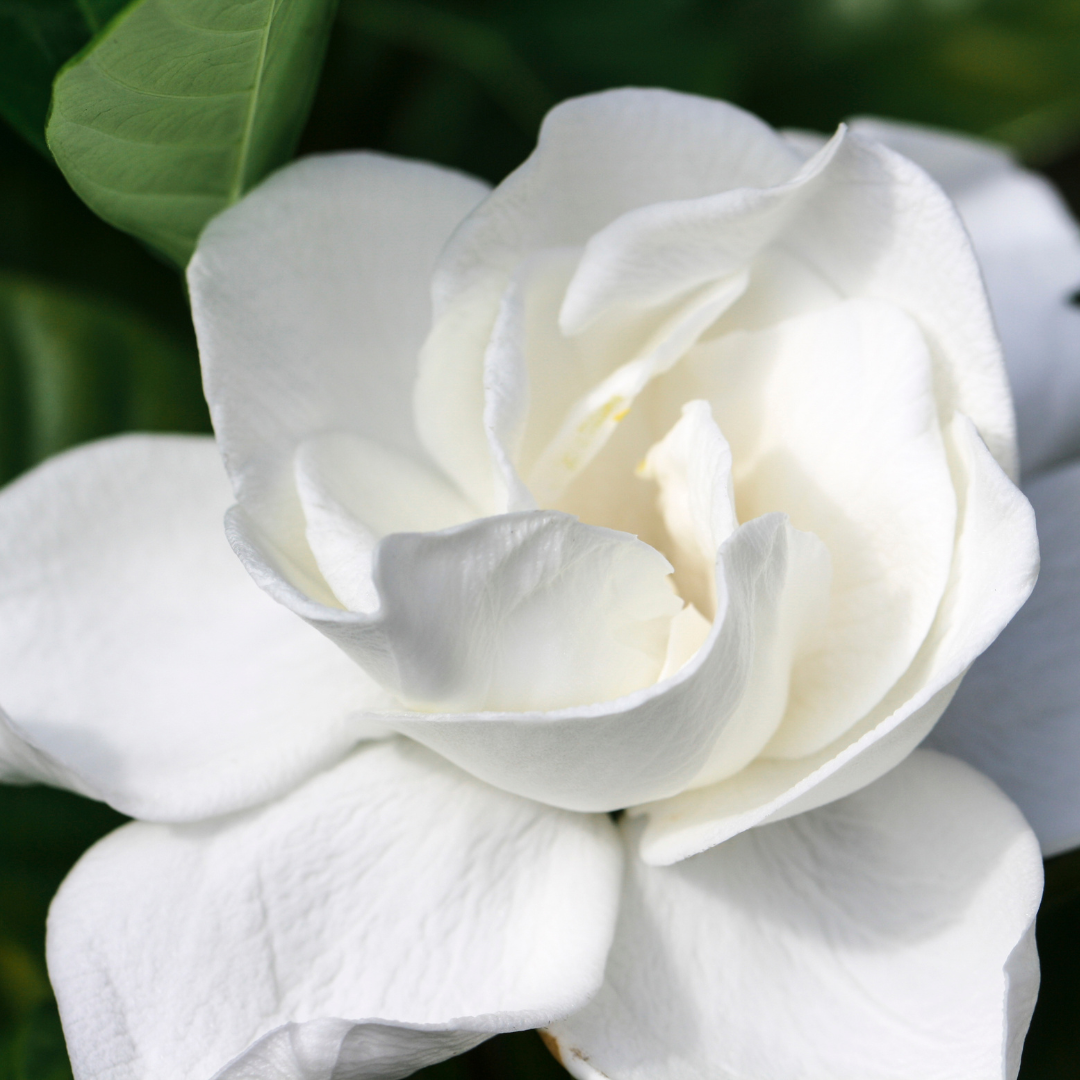 Gardenia - Travel Tin Candle