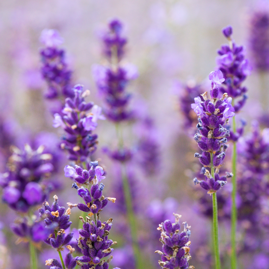 English Lavender - Travel Tin Candle