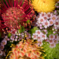 Australian Wild Flowers - Travel Tin Candle