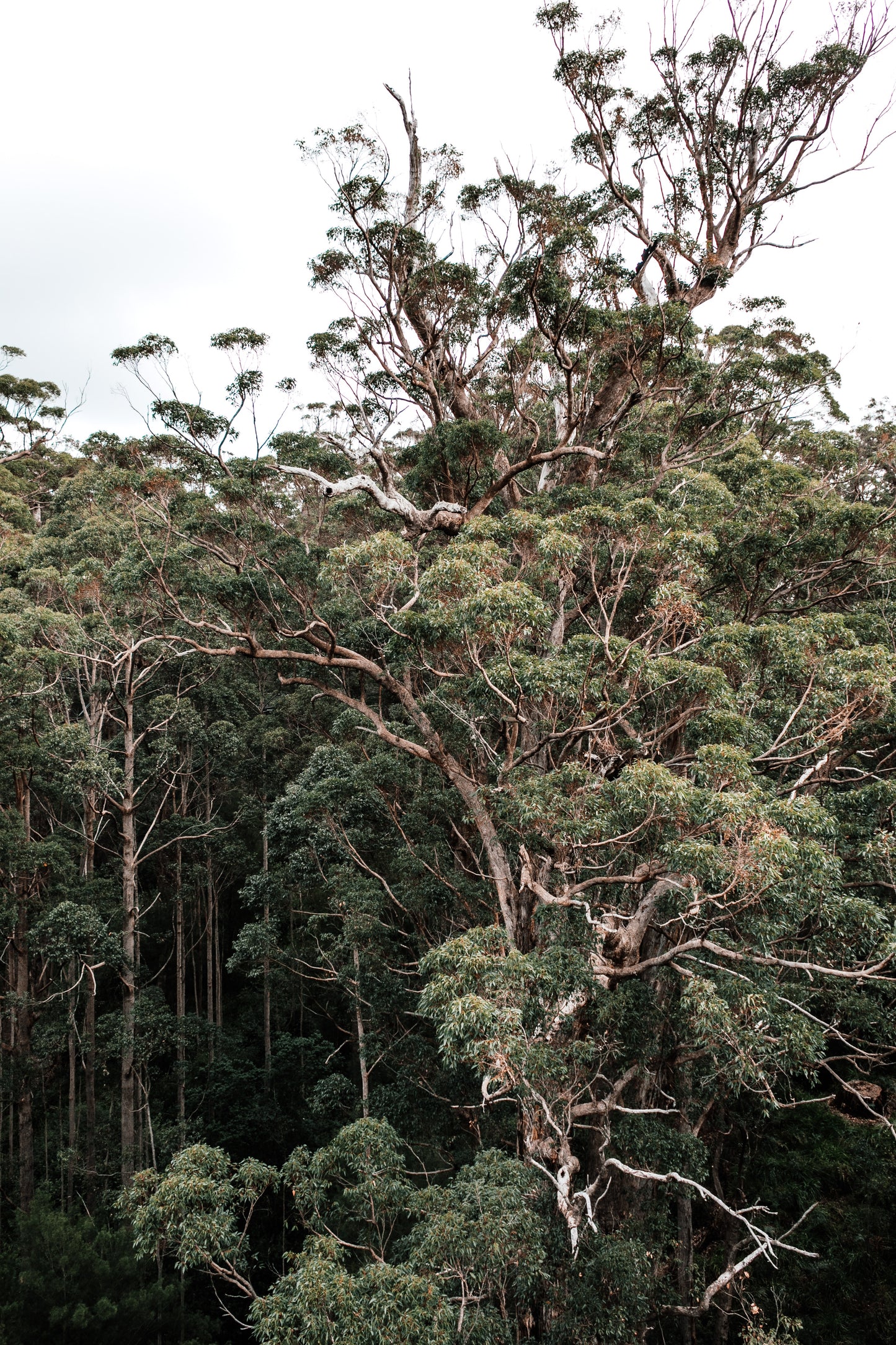 Australian Bush - Travel Tin Candle