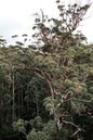 Australian Bush - Travel Tin Candle