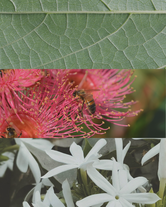 Australian Wild Flowers - Terracotta Candle