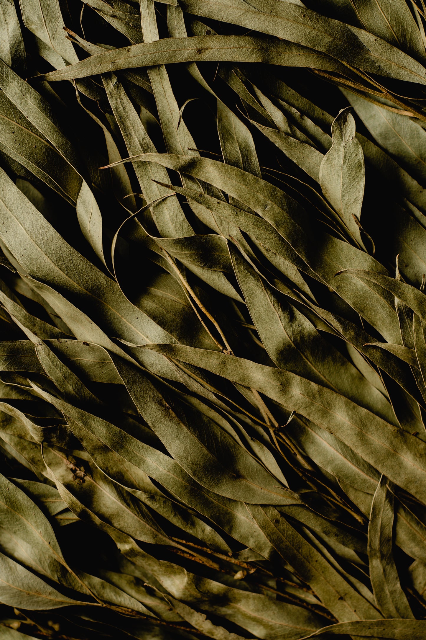 Eucalyptus Leaf - Travel Tin Candle