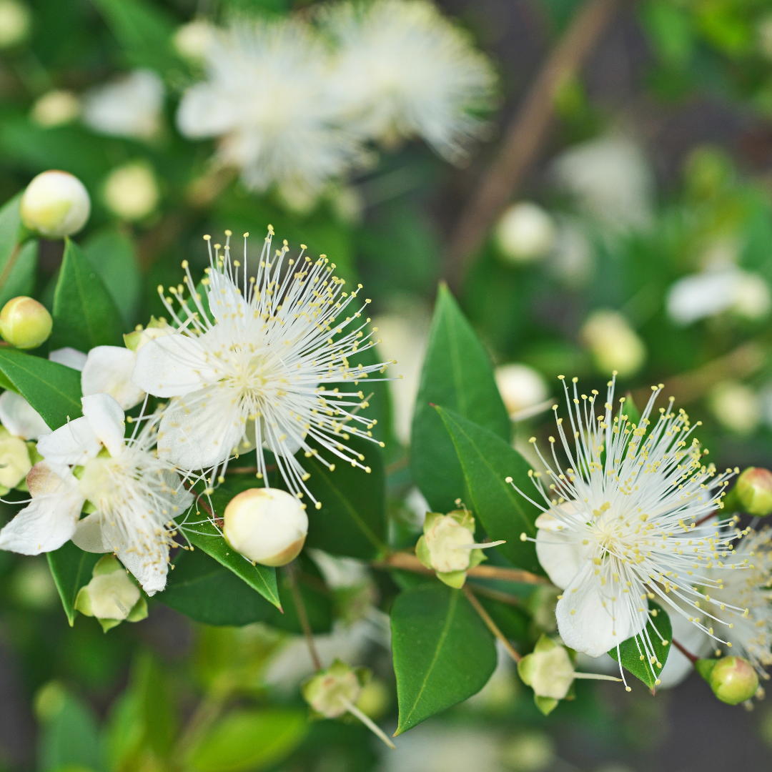 Lemon Myrtle - Travel Tin Candle