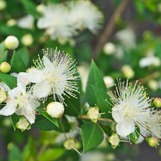 Lemon Myrtle - Travel Tin Candle