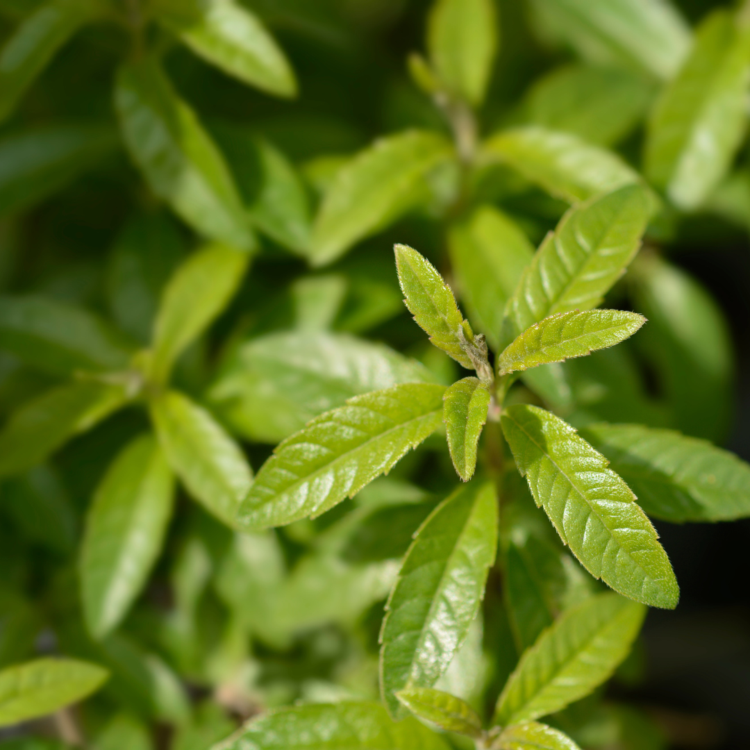 Lemon Myrtle - Travel Tin Candle