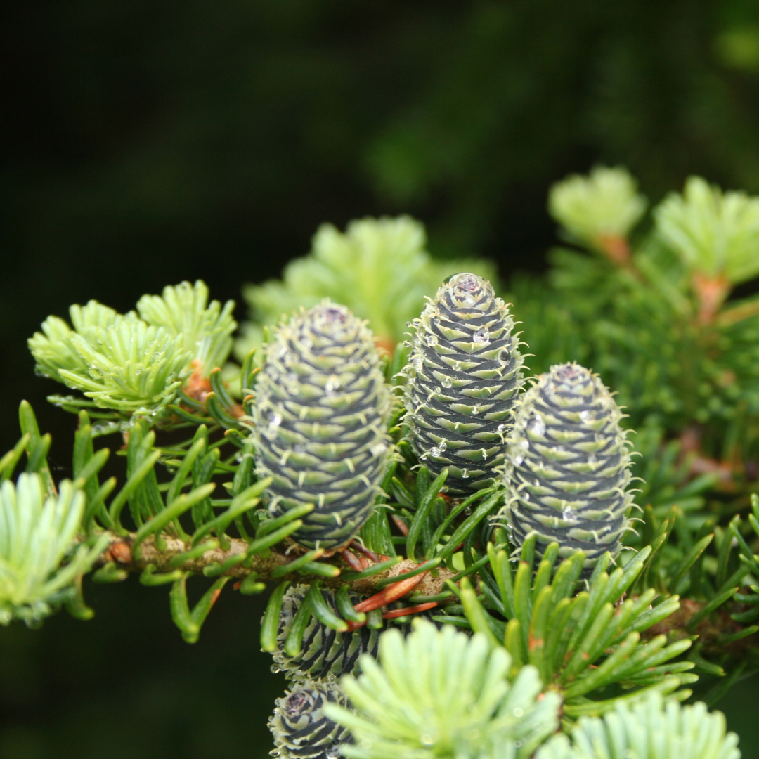 Wasatch Spruce - Travel Tin Candle