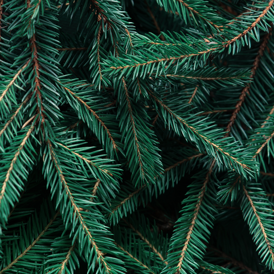 Wasatch Spruce - Travel Tin Candle