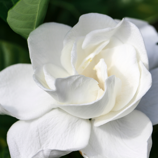 Gardenia - Travel Tin Candle