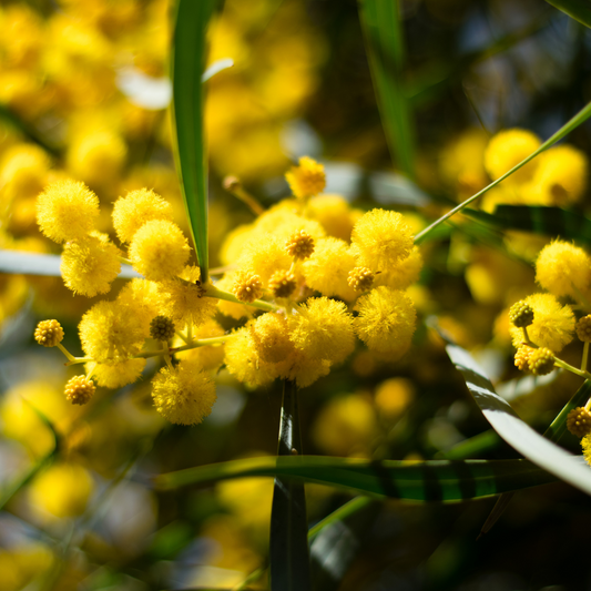 Golden Wattle - Travel Tin candle