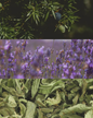 French Cade & Verbena - Perennial White