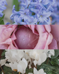 Hyacinth - Perennial White