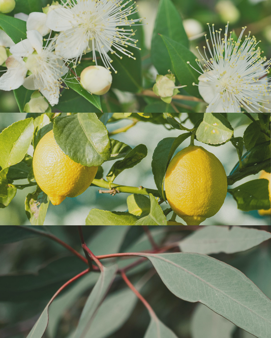 Lemon Myrtle - Terracotta Candle