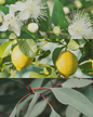 Lemon Myrtle - Perennial White