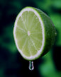 Lime & Sandalwood - Perennial White