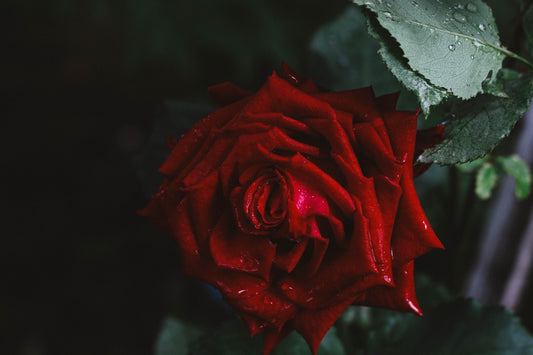 Persian Rose - Travel Tin Candle
