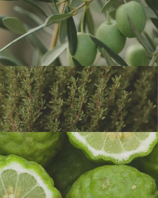 Thyme & Olive Leaf - Terracotta Candle