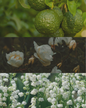 White Rose & Bergamot - Travel Tin Candle