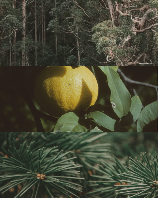 Australian Bush - Terracotta Candle