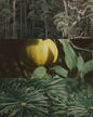 Australian Bush - Travel Tin Candle