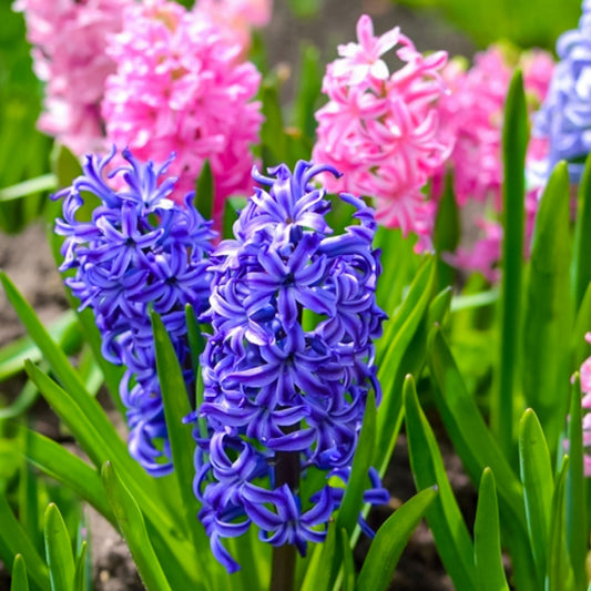 Hyacinth - Travel Tin Candle