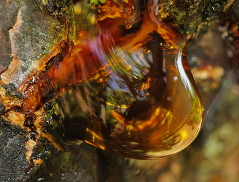 Amber, Teak & Moss - Travel Tin Candle