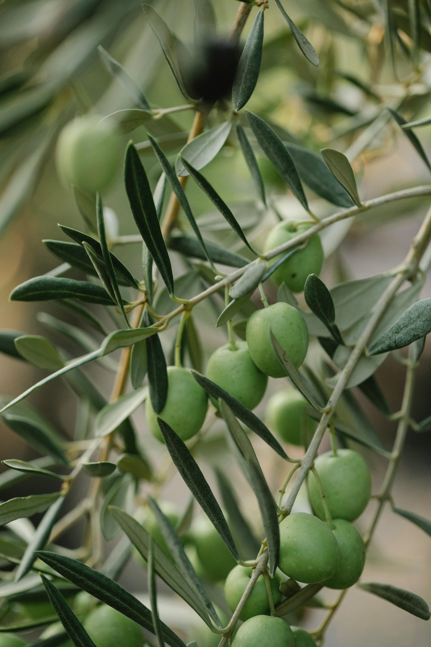 Thyme & Olive Leaf - Travel Tin Candle