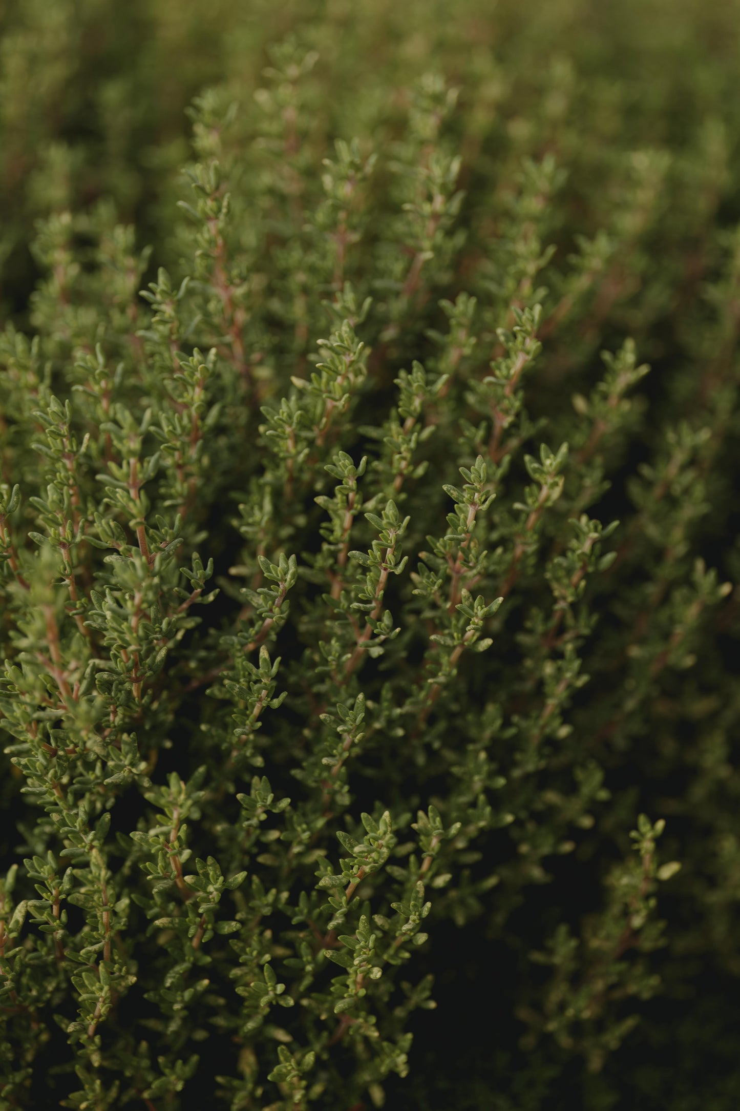 Thyme & Olive Leaf - Travel Tin Candle