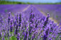 French Cade & Verbena - Travel Tin Candle