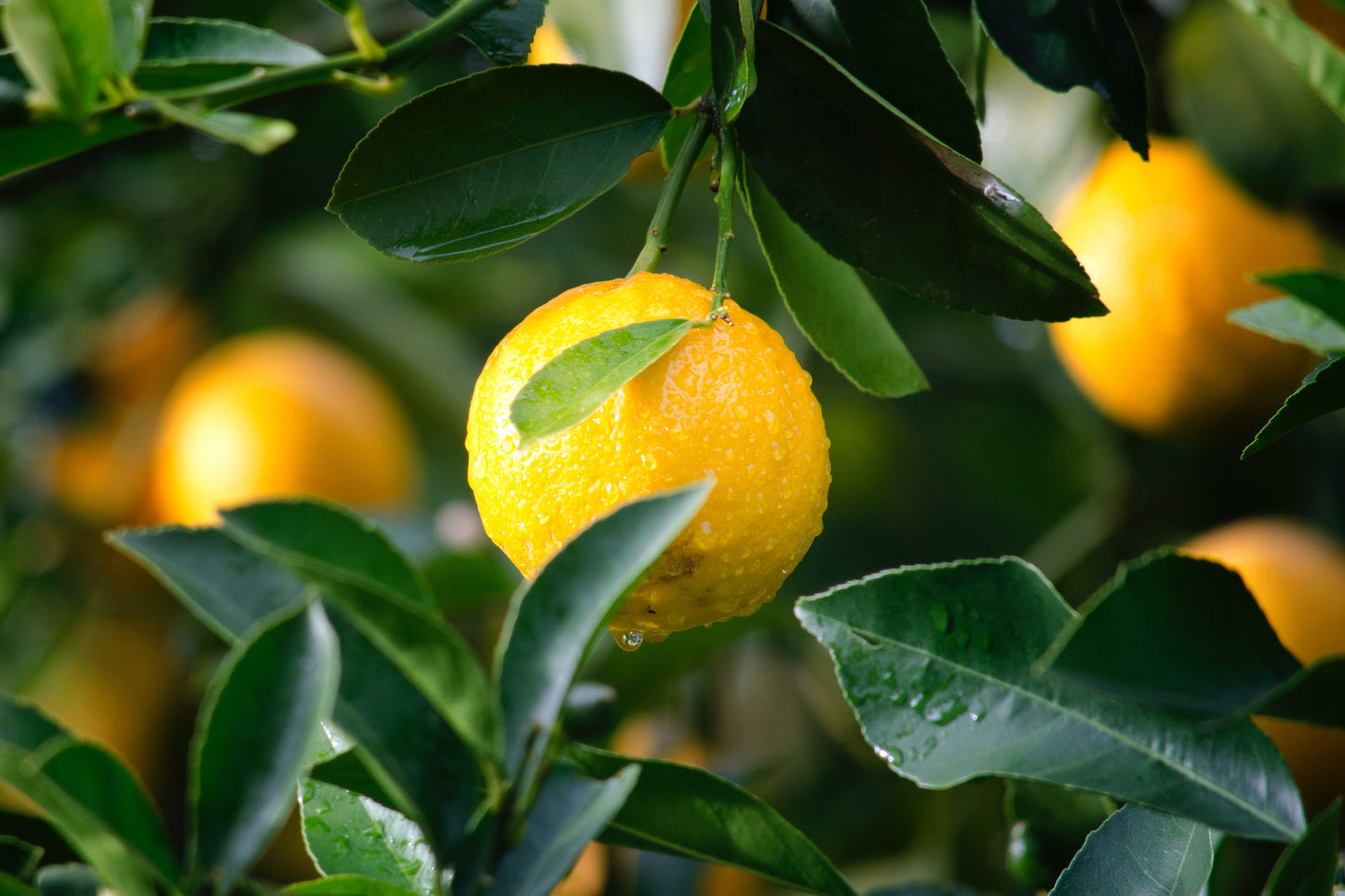 Lemon Myrtle - Travel Tin Candle
